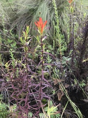 Castilleja tenuiflora