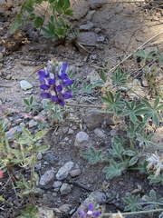 Lupinus lepidus
