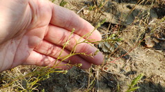 Corispermum americanum