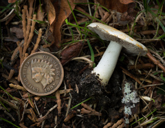 Agaricus micromegethus