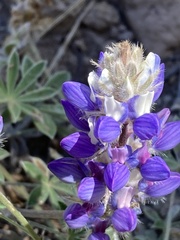 Lupinus lepidus
