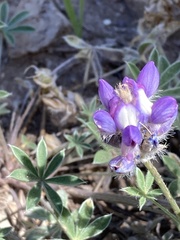 Lupinus lepidus
