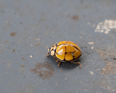 Harmonia testudinaria