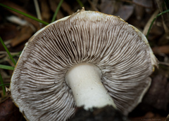 Agaricus micromegethus