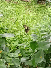 Papilio polytes ledebouria