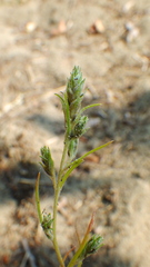 Corispermum americanum