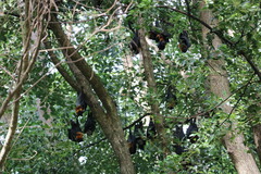 Pteropus poliocephalus