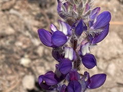 Lupinus lepidus