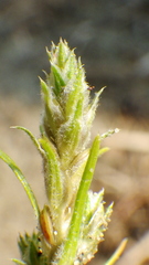 Corispermum americanum