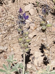 Lupinus lepidus
