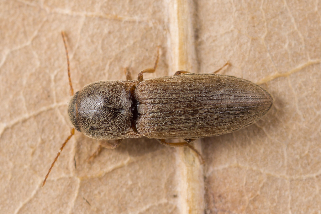 Spitting Click Beetle
