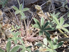 Lupinus lepidus