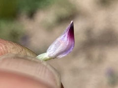 Lupinus lepidus