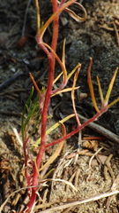 Corispermum americanum