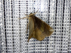 Astygisa chlororphnodes