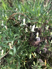 Billardiera mutabilis