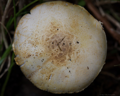 Agaricus micromegethus