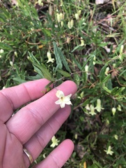 Billardiera mutabilis