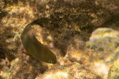 Stegastes