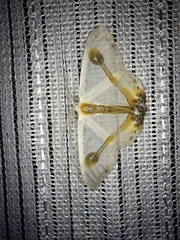 Macrocilix mysticata