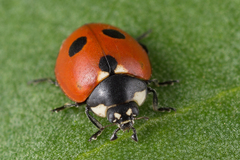 Coccinella quinquepunctata