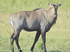 Boselaphus tragocamelus