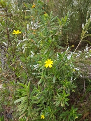 Hibbertia furfuracea