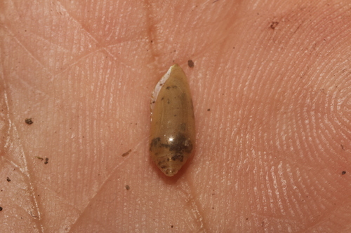 Streptostyla bartschi