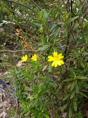 Hibbertia furfuracea