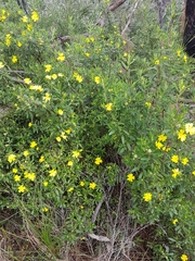 Hibbertia furfuracea