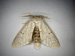 Cnethodonta grisescens