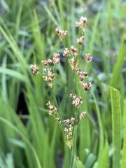 Juncus oxymeris