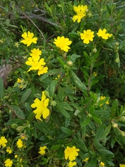 Hibbertia furfuracea