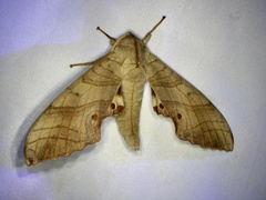 Marumba sperchius sperchius
