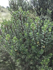 Baccharis conferta