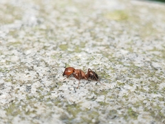 Camponotus nicobarensis