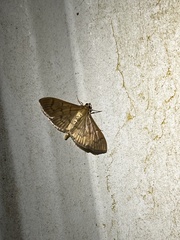 Herpetogramma bipunctalis