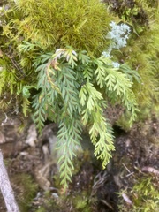 Asplenium appendiculatum