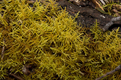 Thuidiopsis