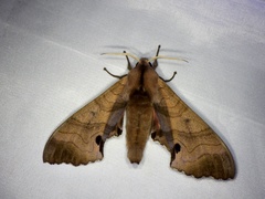Marumba gaschkewitschii