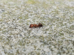 Camponotus nicobarensis