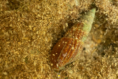 Cerithioidea