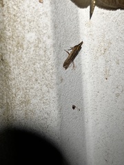 Dichomeris ligulella