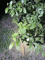 Sideroxylon lanuginosum