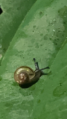 Oxychilus draparnaudi