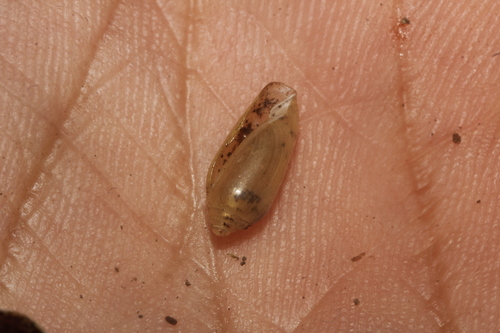 Streptostyla bartschi