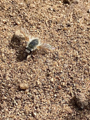 Anastoechus barbatus