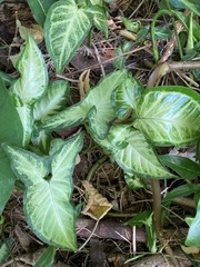 Syngonium