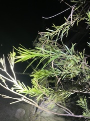 Senegalia berlandieri