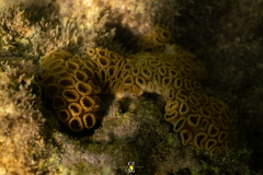 Palythoa caribaeorum